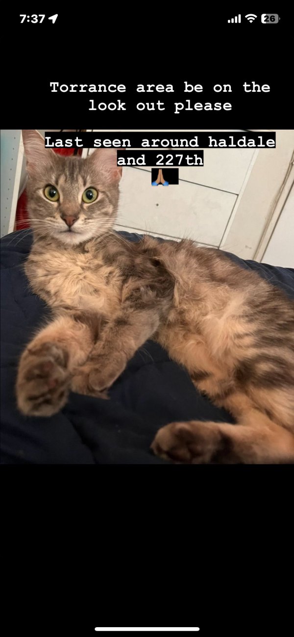 Lost Cat in Torrance, CA