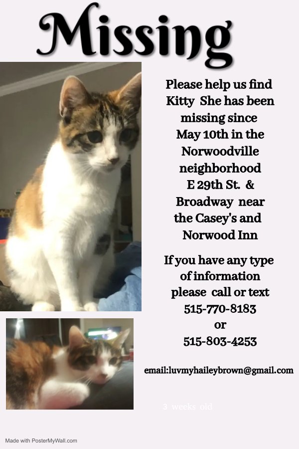 Lost Cat in Des Moines, IA