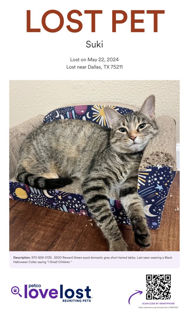 Safe Domestic Short Hair in Dallas, TX