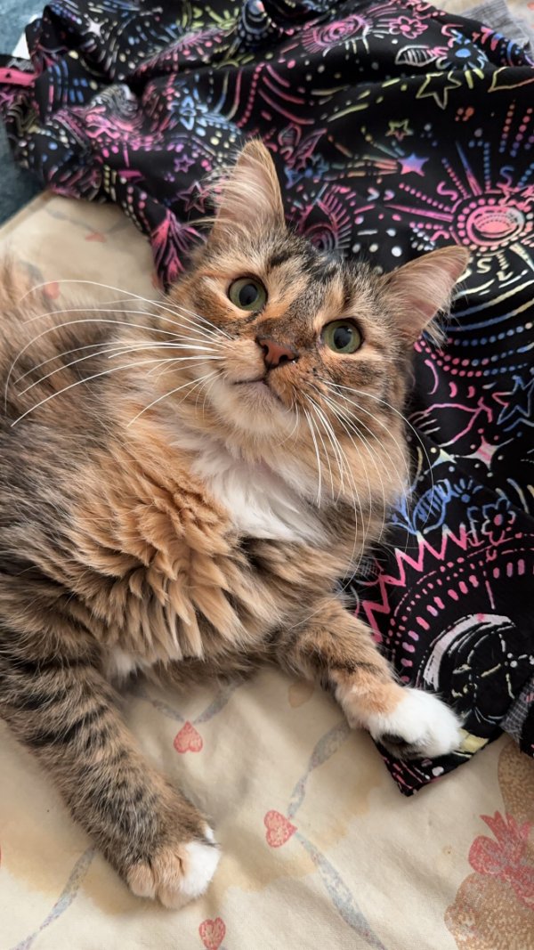 Lost Domestic Long Hair in Plainfield, NJ