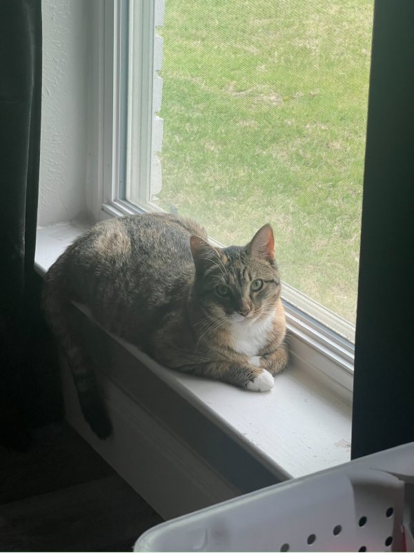 Lost Domestic Short Hair in Plano, TX