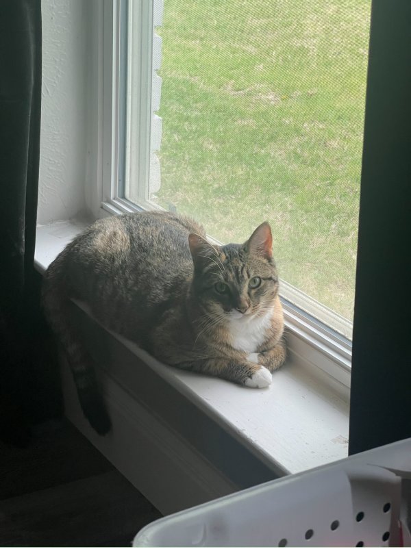 Lost Domestic Short Hair 