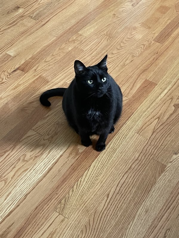 Safe Cat in Jacksonville, FL