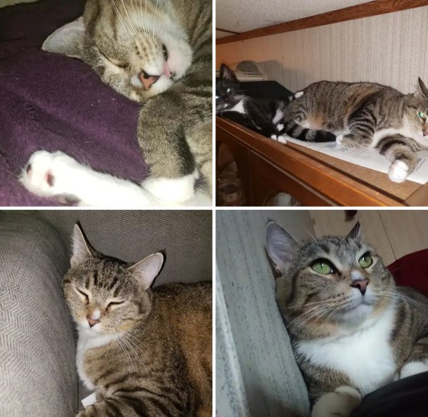 Lost Siamese Cat Coco in Clarksville, IN (47129) - Tabby Tracker