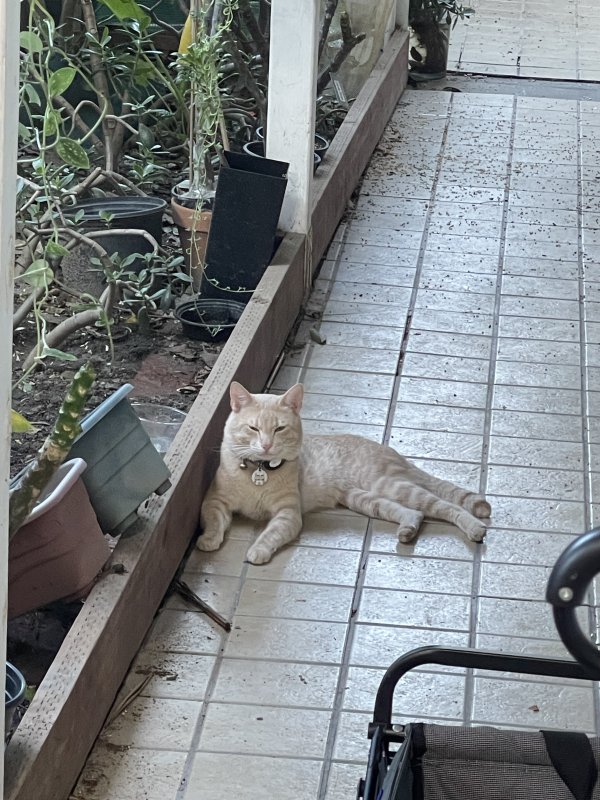 Lost Cat in Rowland Heights, CA