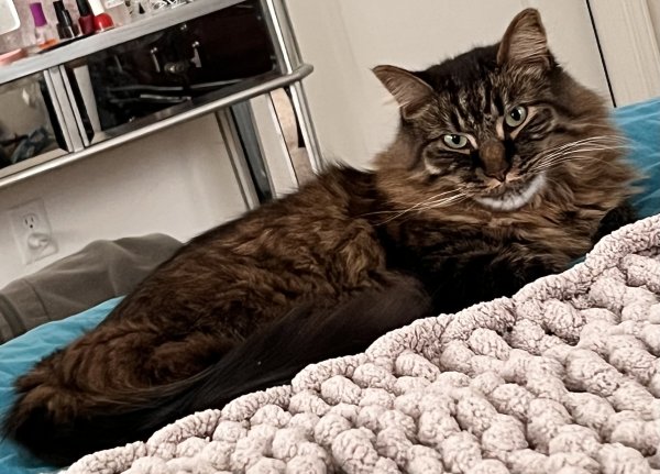 Lost Domestic Long Hair in Middletown, NY