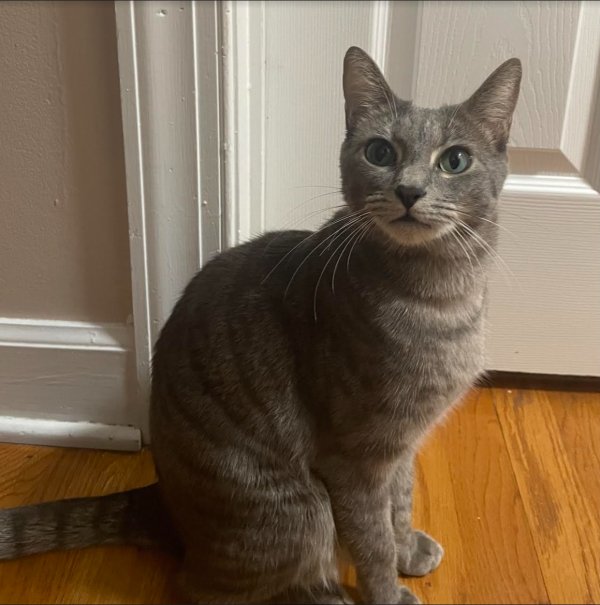 Lost Cat in Lilburn, GA