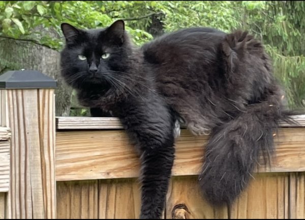 Lost Cat in Chevy Chase, MD