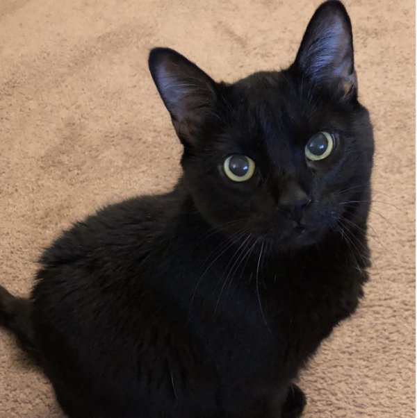 Lost Cat in Powder Springs, GA