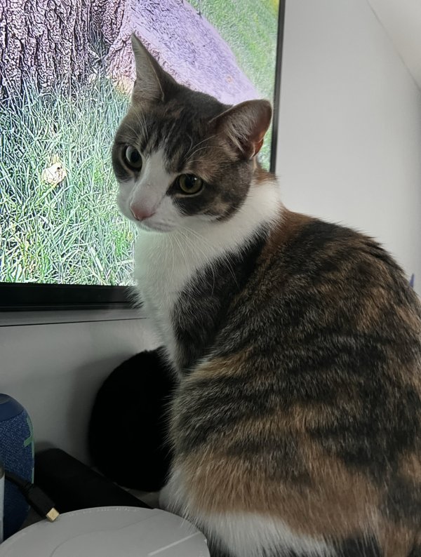 Lost Domestic Short Hair in Methuen, MA