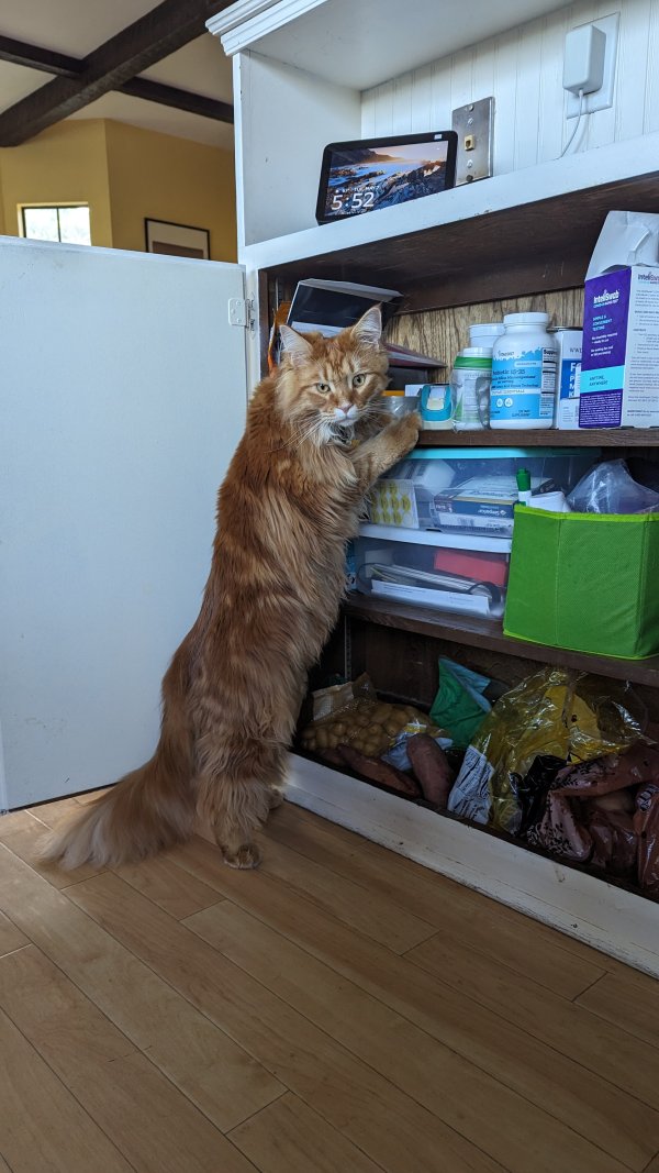 Lost Maine Coon in La Mesa, CA