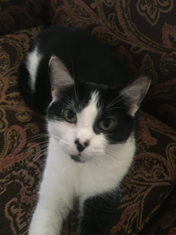 Lost American Shorthair in Grove City, OH