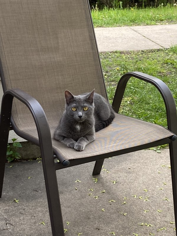 Lost Domestic Short Hair in Saint Paul, MN