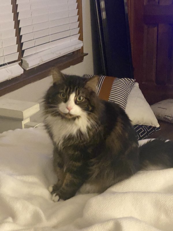 Lost Cat in Marietta, GA