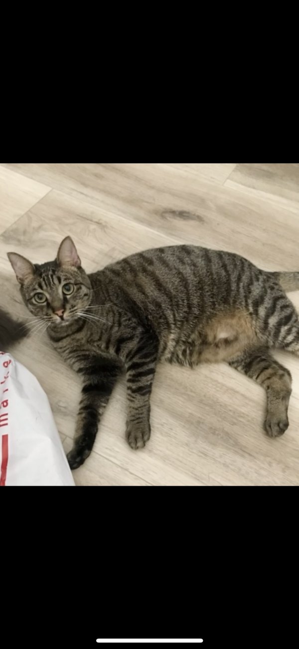 Lost Domestic Short Hair in Lake Elsinore, CA