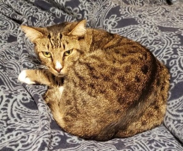 Lost Cat in Acworth, GA