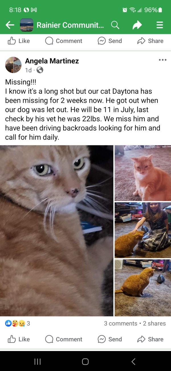 Lost Cat in Rainier, OR