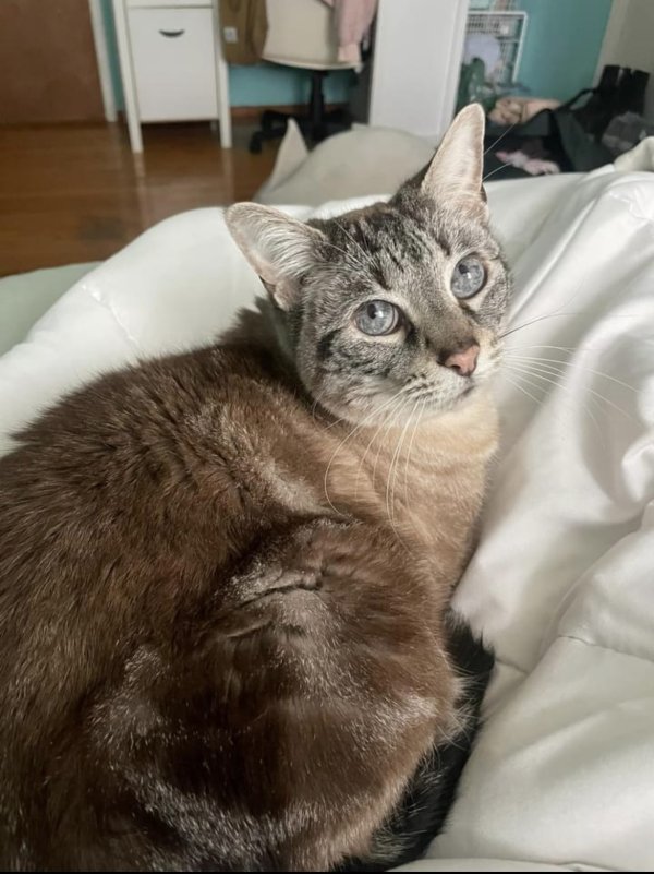 Lost Domestic Short Hair in Martinez, CA