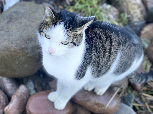 Stolen Cat in Renton, WA