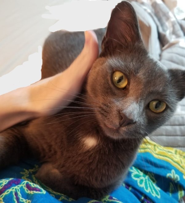 Lost Russian Blue in Charlotte, NC