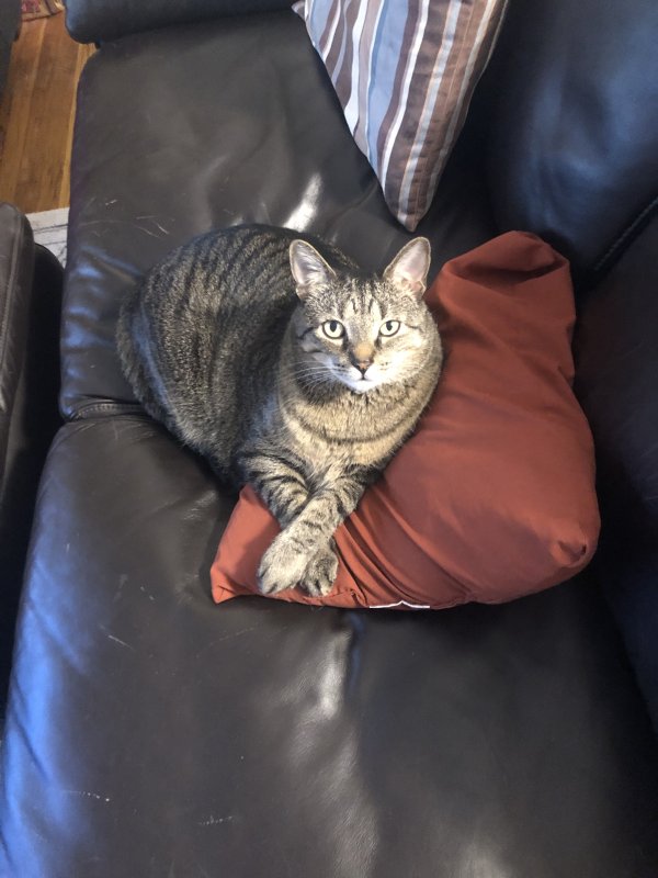 Lost Domestic Short Hair in North Andover, MA