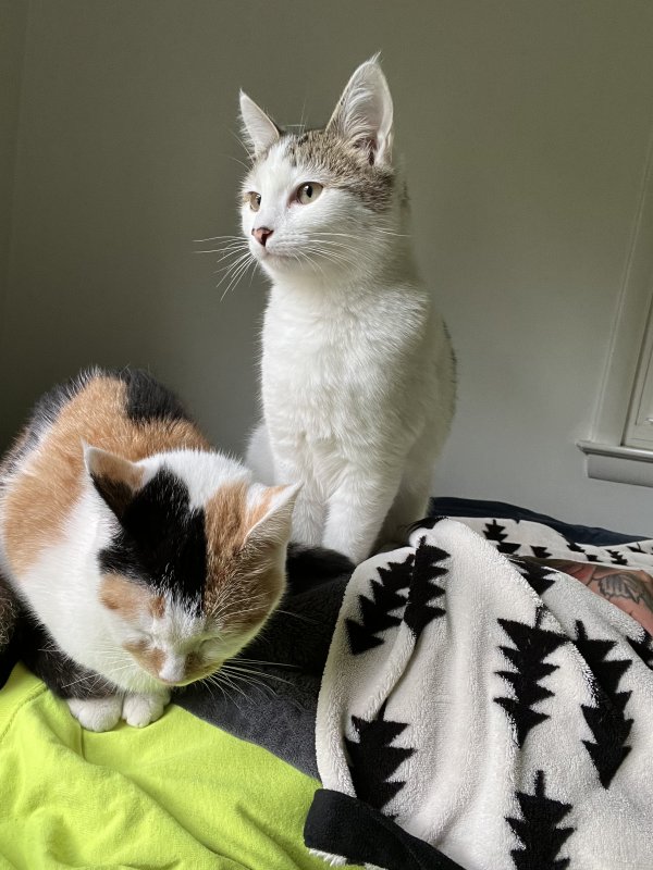 Lost American Shorthair in Spencerport, NY