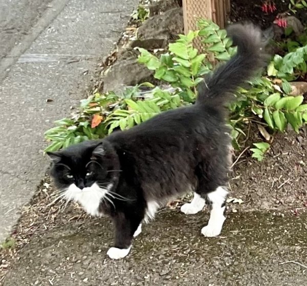 Lost Domestic Long Hair in Eugene, OR