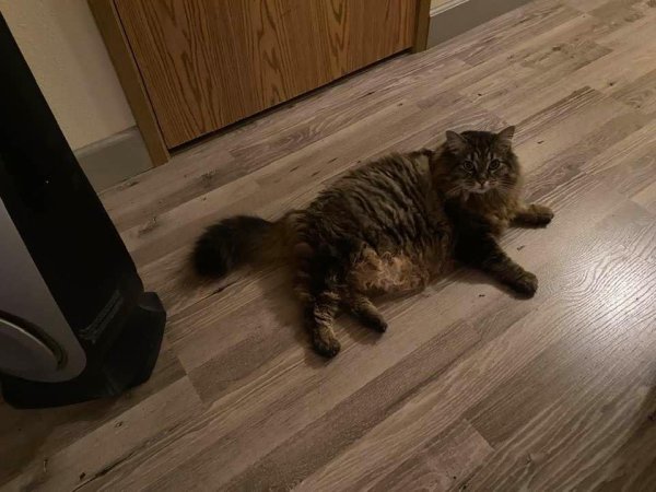 Lost Maine Coon in Washington