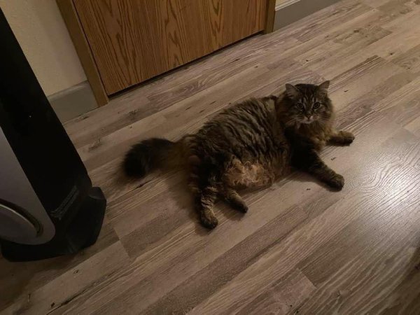 Lost Maine Coon 