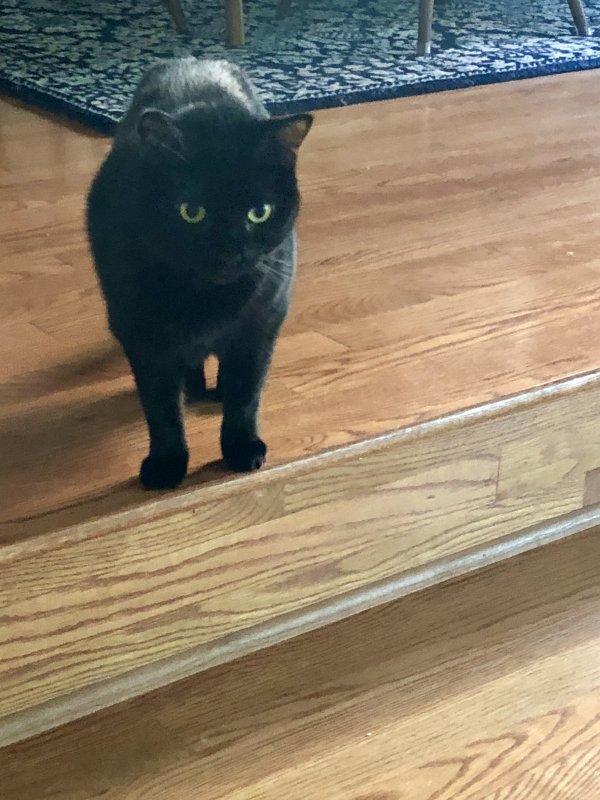 Lost American Shorthair in Washington, DC