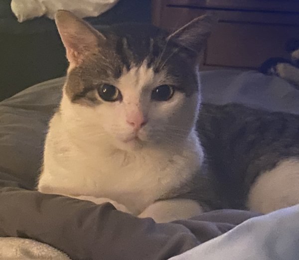 Safe Cat in Clarksville, IN