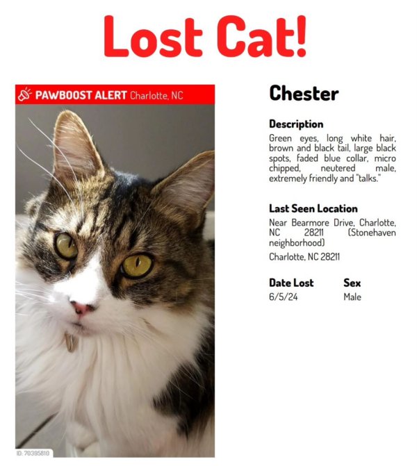 Lost Cat in Charlotte, NC