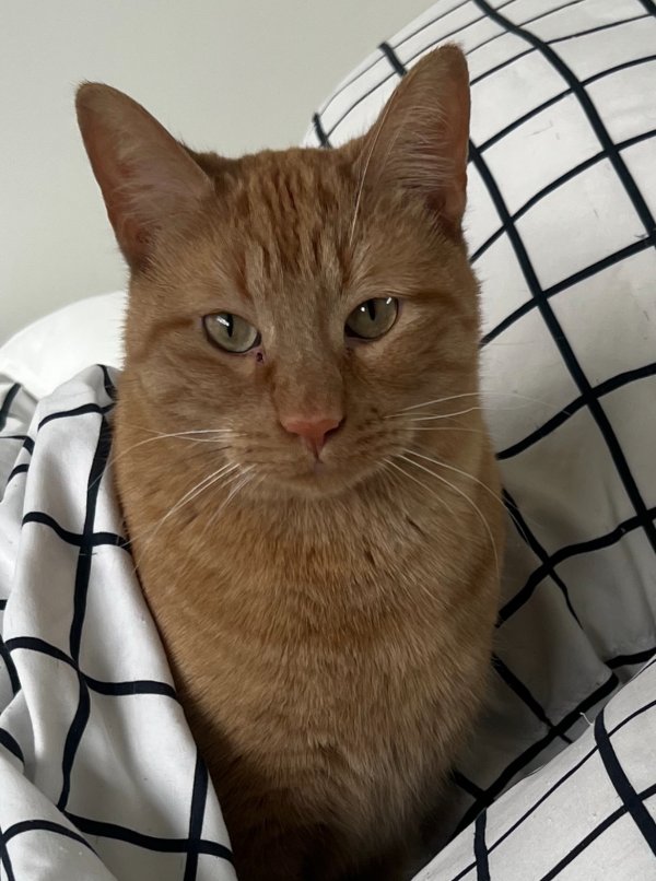 Lost American Shorthair in Minneapolis, MN