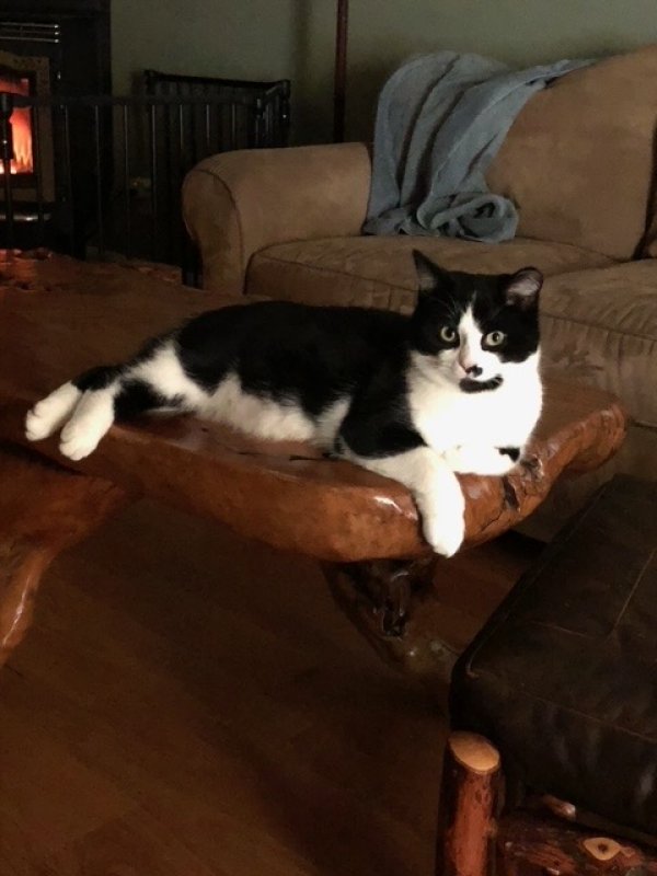 Lost Cat in Creola, OH