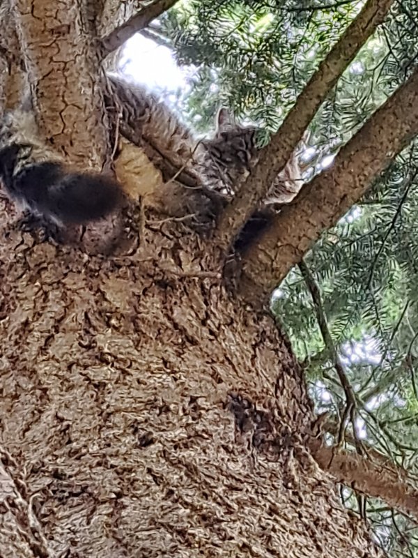 Found Cat in Marysville, WA