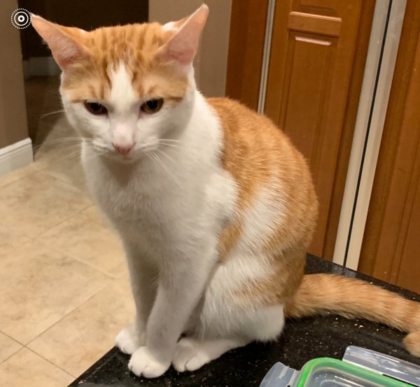 Lost American Shorthair in Lake Worth, FL