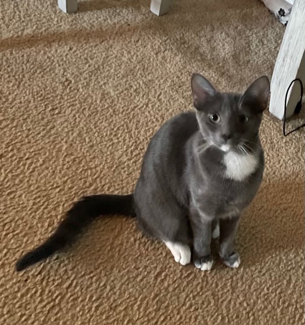 Lost Cat in Millington, TN