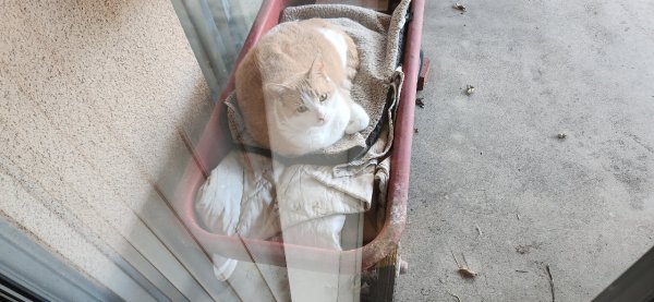 Lost Cat in Rowland Heights, CA