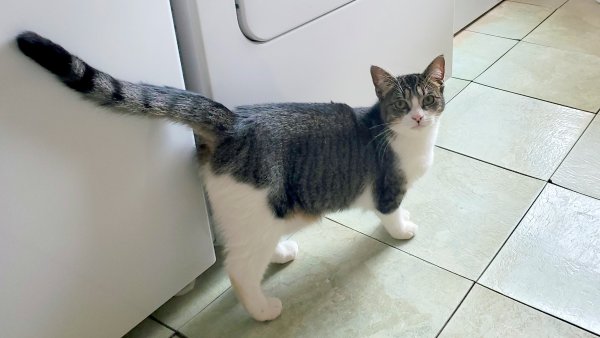 Lost American Shorthair in Milton, FL