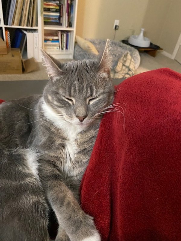 Lost Domestic Short Hair in Henrico, VA