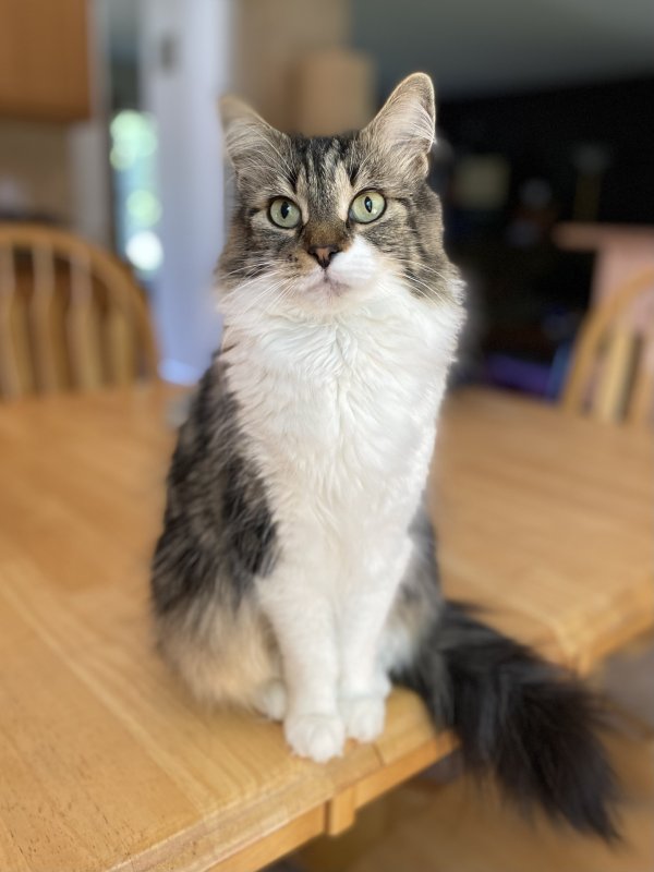 Lost Cat in Walled Lake, MI