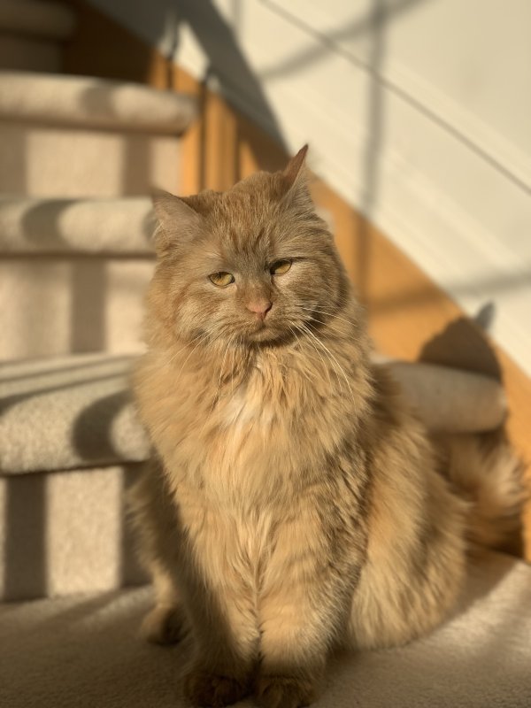 Lost Siberian in Northville, MI