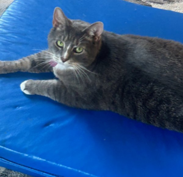 Lost American Shorthair Cat Star in Imperial, PA (15126) - Tabby Tracker
