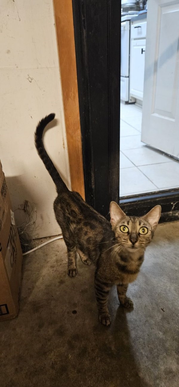 Found Domestic Short Hair in Houston, TX