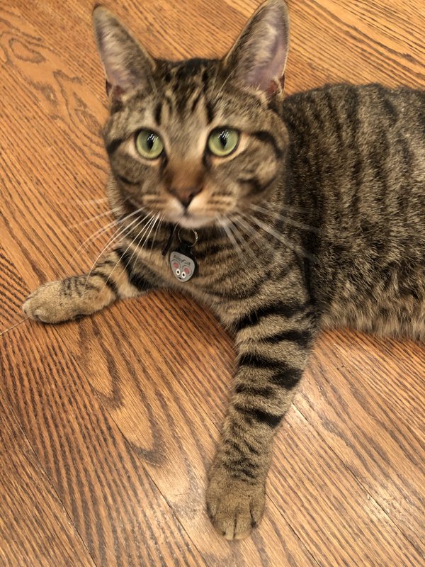 Lost American Shorthair in Bolivia, NC