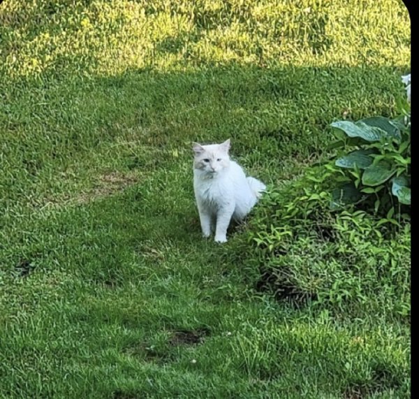 Found Cat in Haverhill, MA