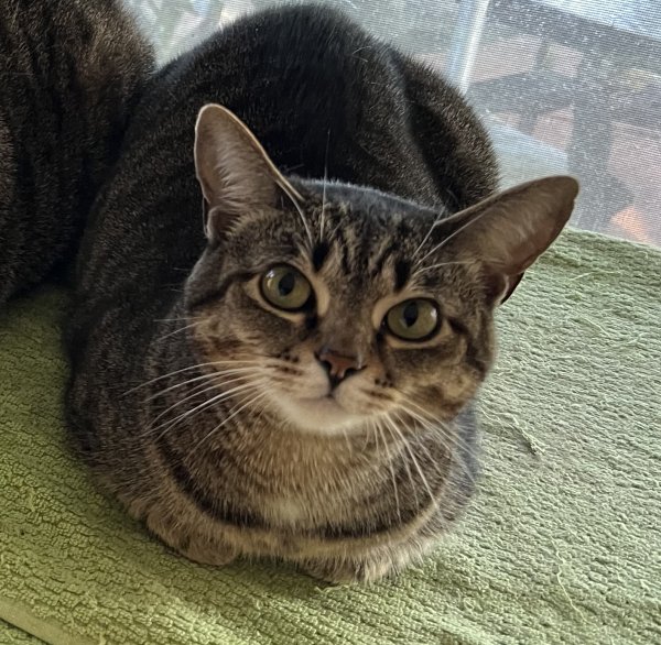 Lost American Shorthair in Delray Beach, FL