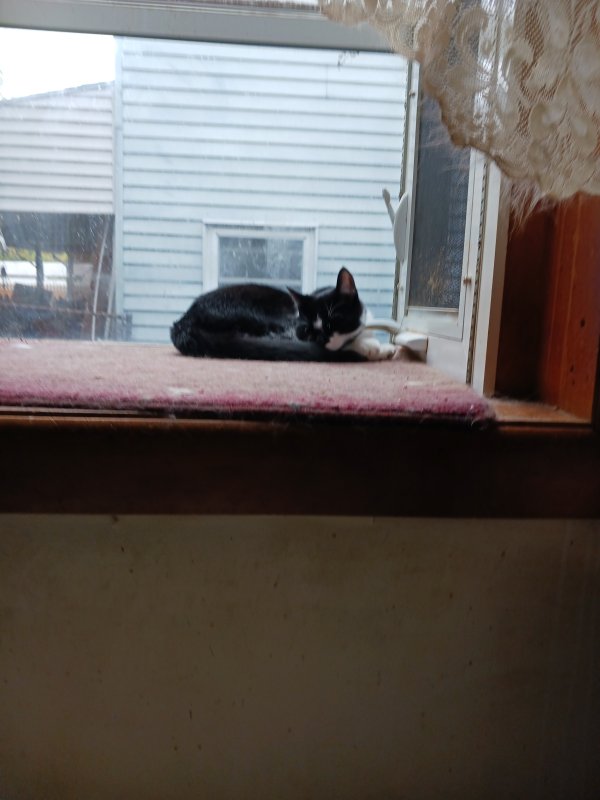 Lost Domestic Short Hair in Philadelphia, PA