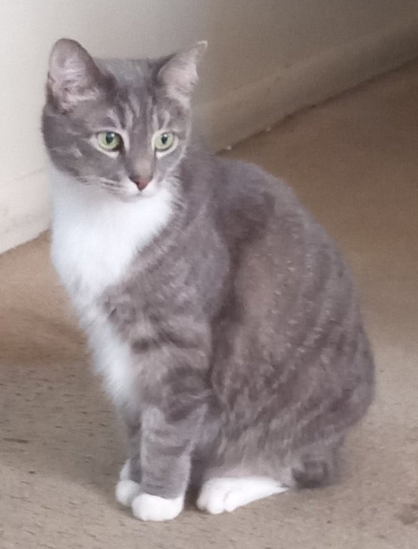 Lost Domestic Short Hair in Luray, VA