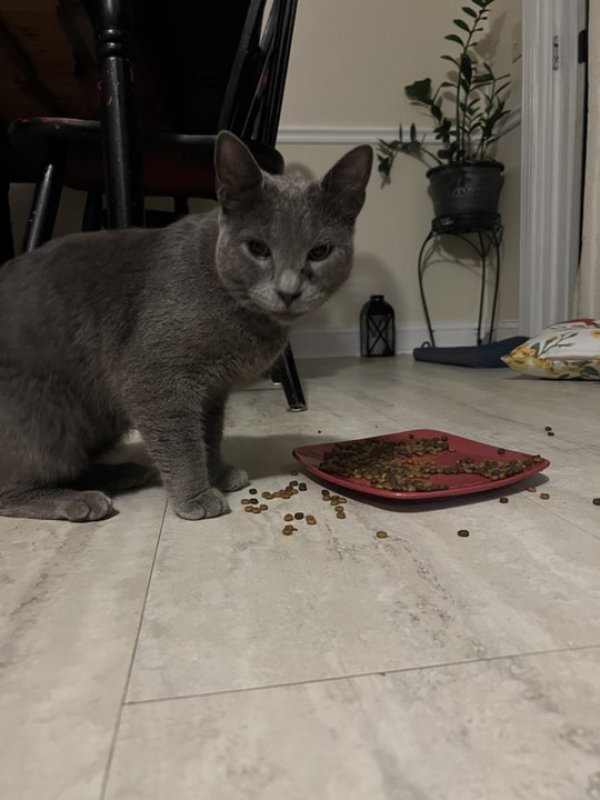 Found Russian Blue in Barboursville, VA